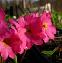 1 Rosenprimel pink leuchtender Frhlingsbote Teichrand