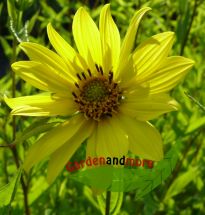 Mehrjhrige Sonnenblume Helianthus Lemon Queen zitrone