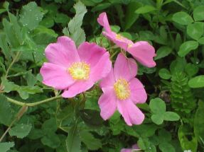 Prrierose schn und robust Rosa carolina