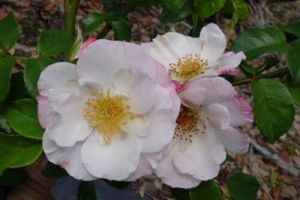 historische Strauchrose Hebes Lip, wei-rosa ungef. duftende Bl