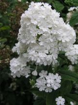 Hohe Flammenblume Phlox in strahlendem Wei Fujiyama