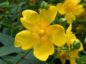 Gartenstrucher Mit Roten Blttern 18 Schne Arten Als