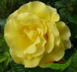 Strauchrose Rose Lichtknigin Lucia